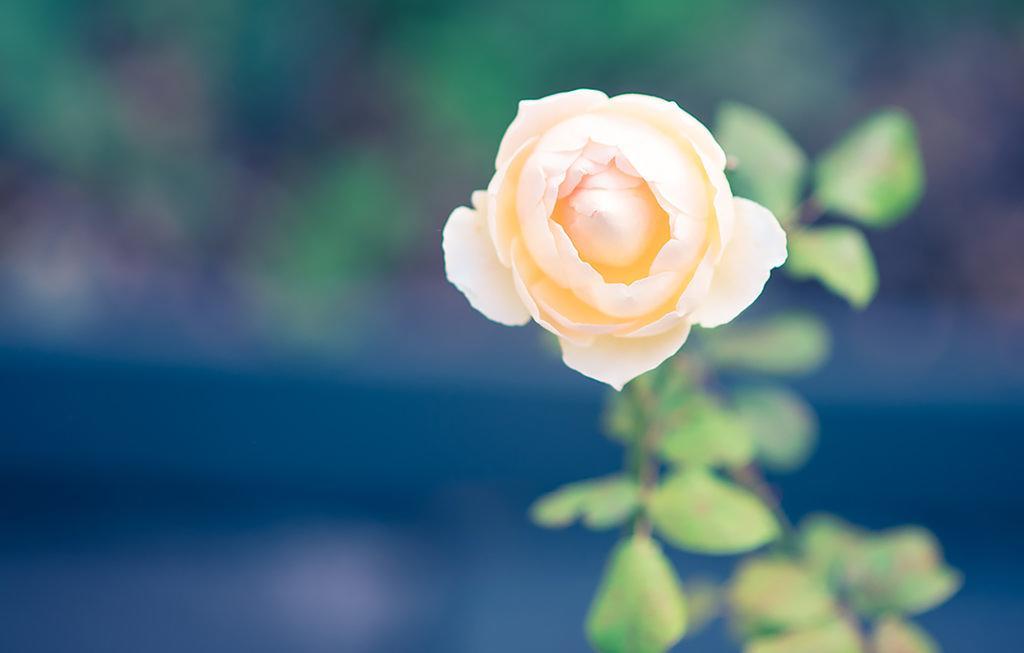 Bed Of Roses Villa อะพอลโลเบย์ ภายนอก รูปภาพ