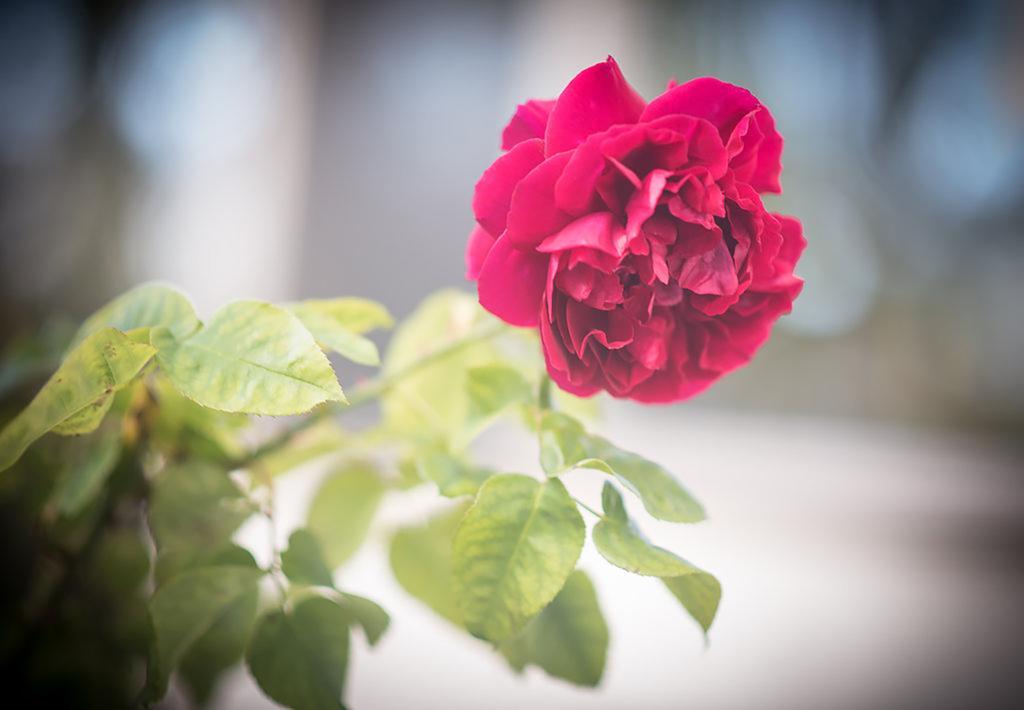 Bed Of Roses Villa อะพอลโลเบย์ ภายนอก รูปภาพ