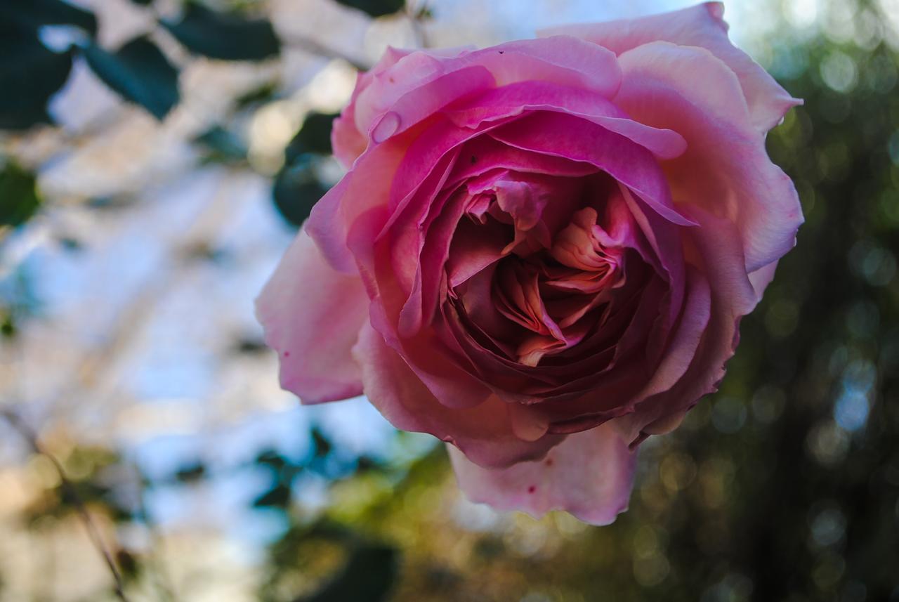 Bed Of Roses Villa อะพอลโลเบย์ ภายนอก รูปภาพ